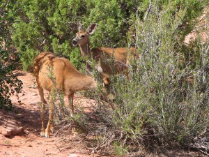  Female Mule Deer